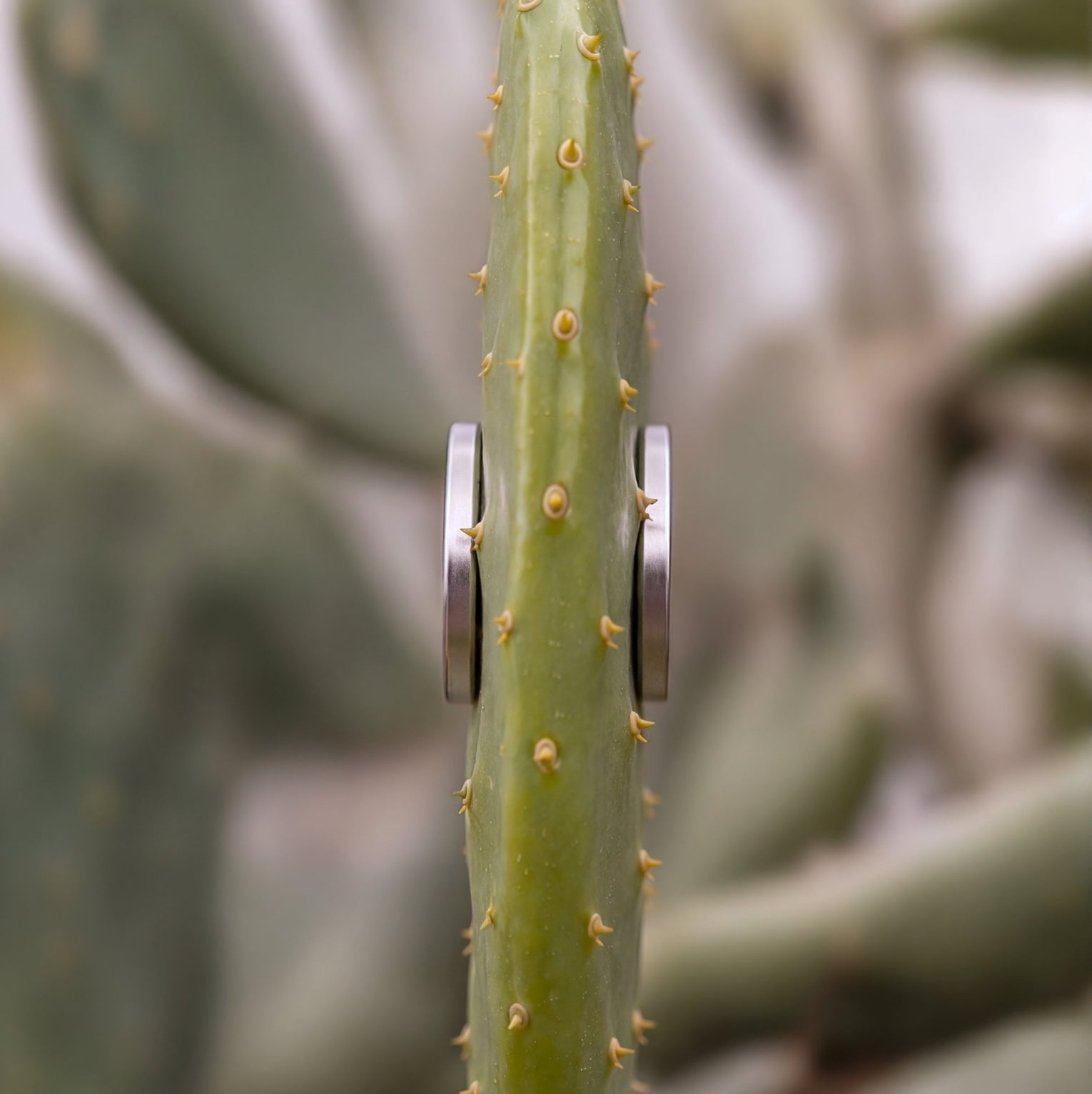 Prickly Pear Discs